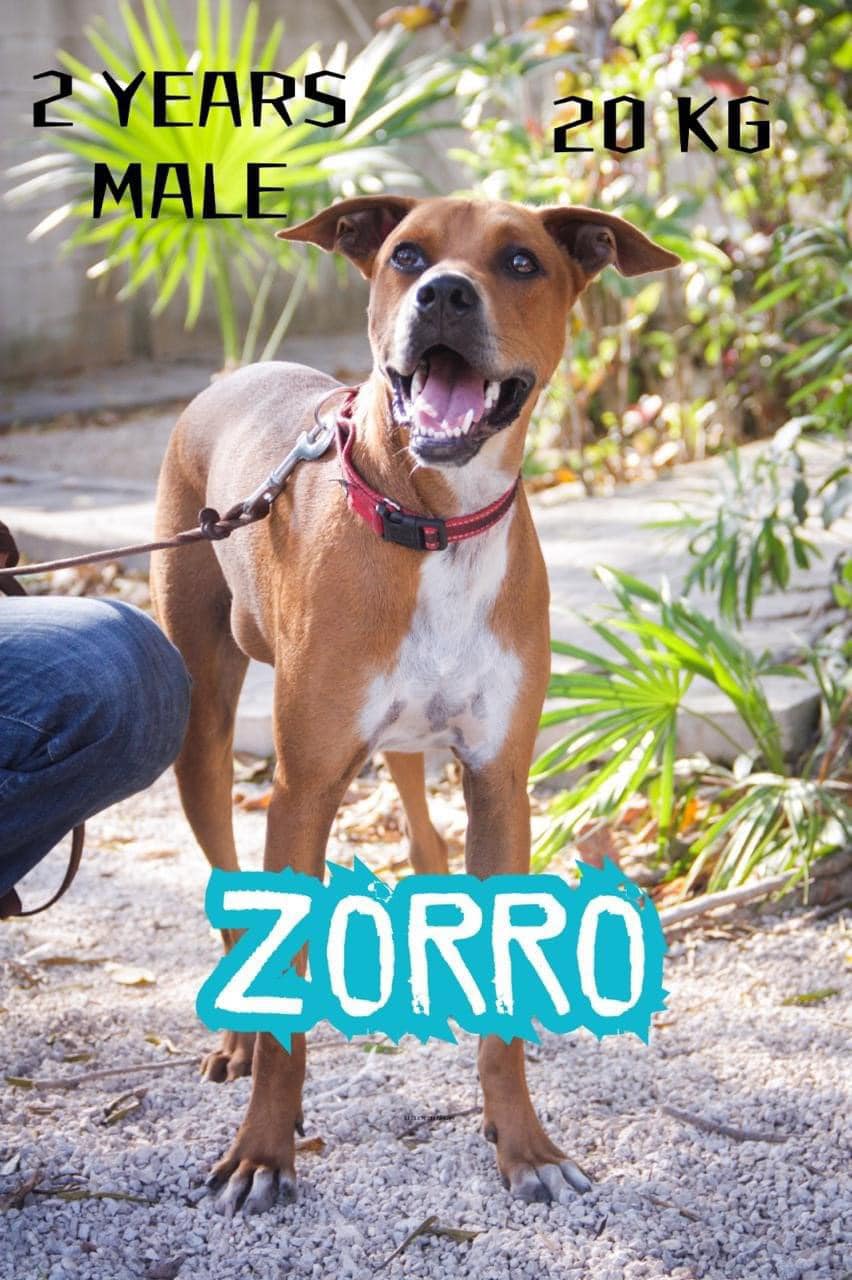 Zorro